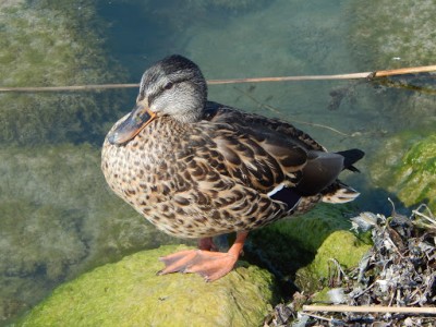 Balatoni tábor